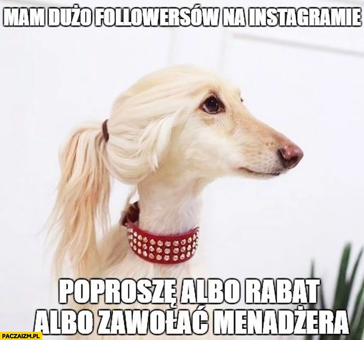 
    Mam dużo followersów na instagramie poproszę albo rabat albo zawołać menadżera pies hipster