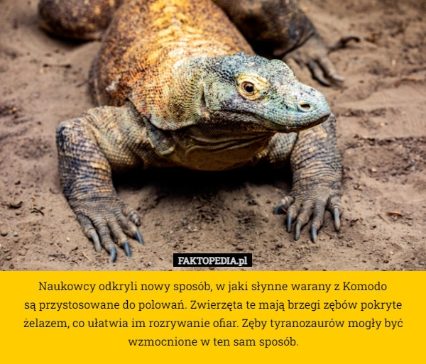 
    Naukowcy odkryli nowy sposób, w jaki słynne warany z Komodo
 są przystosowane