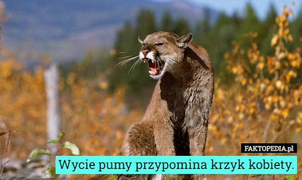 
    Wycie pumy przypomina krzyk kobiety.