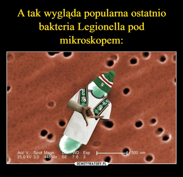 
    A tak wygląda popularna ostatnio bakteria Legionella pod mikroskopem: