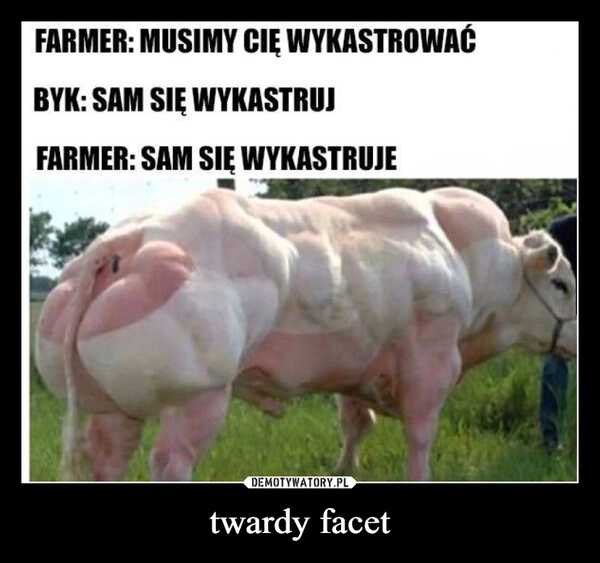 
    twardy facet