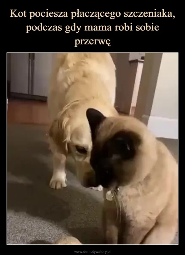 Kot pociesza płaczącego szczeniaka, podczas gdy mama robi sobie przerwę