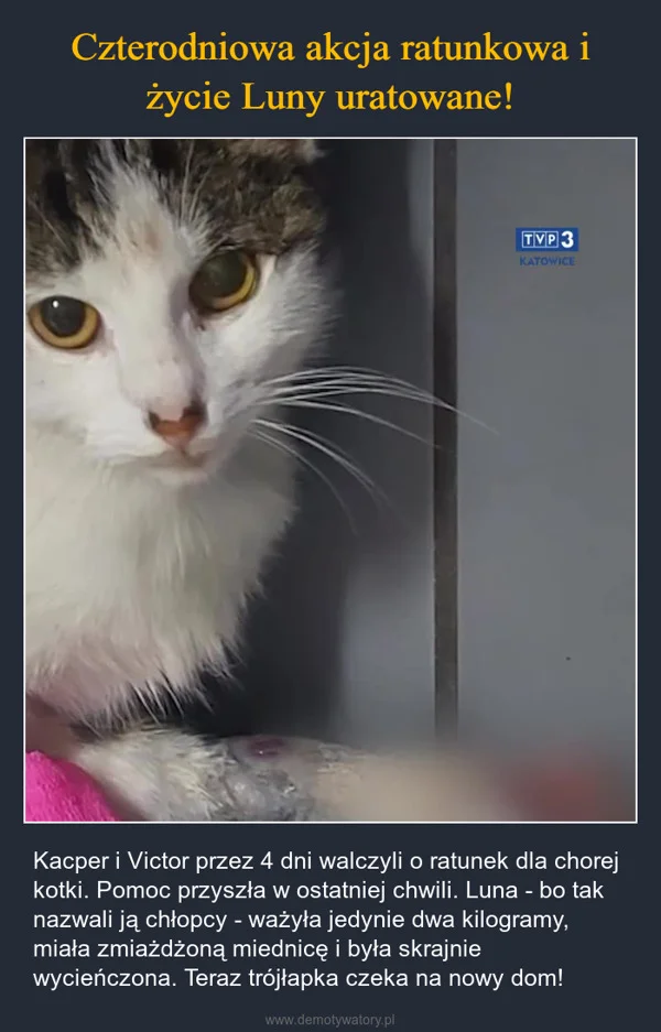 
    Czterodniowa akcja ratunkowa i życie Luny uratowane!