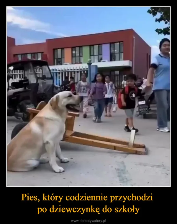 
    Pies, który codziennie przychodzi po dziewczynkę do szkoły