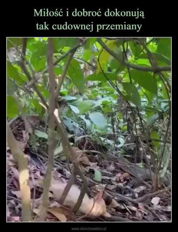 
    Miłość i dobroć dokonują tak cudownej przemiany