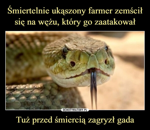 
    Śmiertelnie ukąszony farmer zemścił się na wężu, który go zaatakował Tuż przed śmiercią zagryzł gada