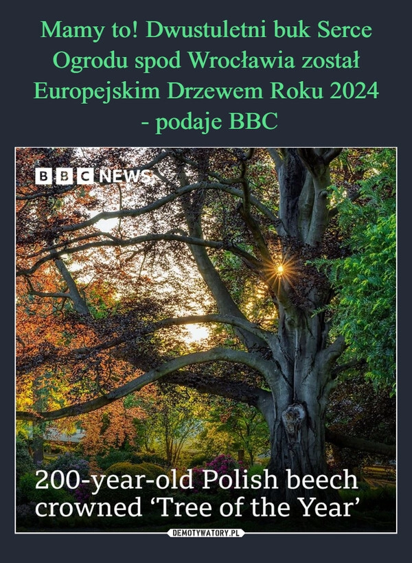 
    Mamy to! Dwustuletni buk Serce Ogrodu spod Wrocławia został Europejskim Drzewem Roku 2024
 - podaje BBC