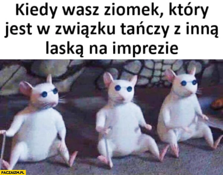 
    Kiedy wasz ziomek który jest w związku tańczy z inną laską na imprezie niewidome szczury