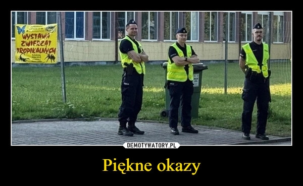 
    Piękne okazy