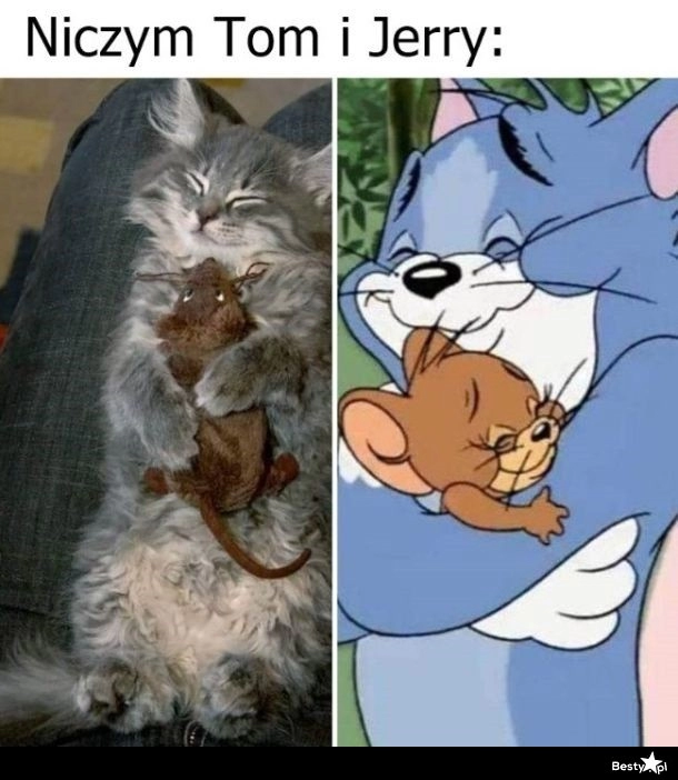 
    Niczym Tom i Jerry 