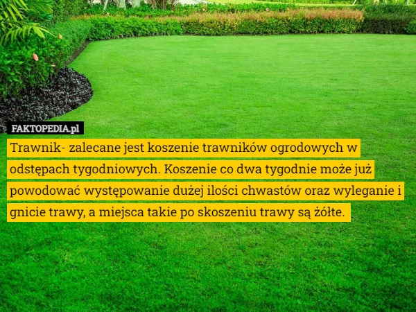 
    Trawnik- zalecane jest koszenie trawników ogrodowych w odstępach tygodniowych.