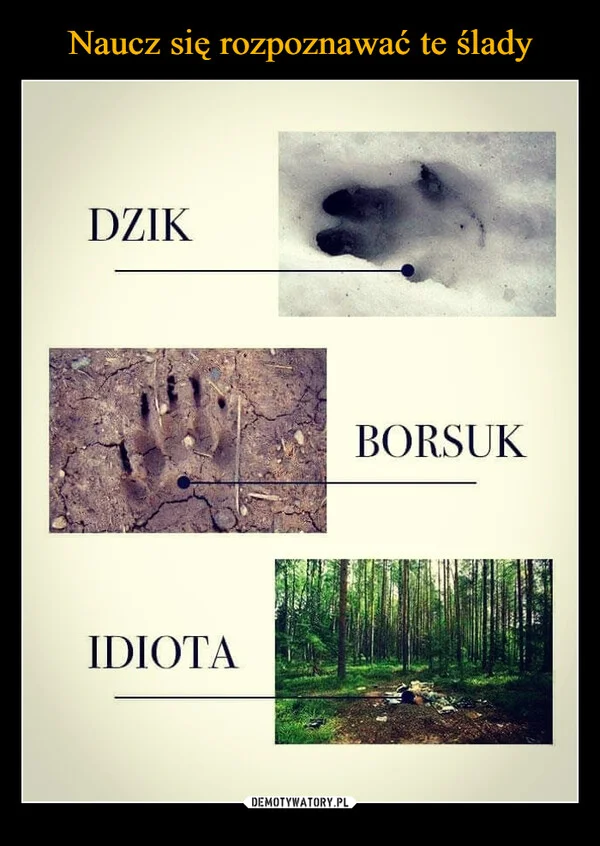 Naucz się rozpoznawać te ślady