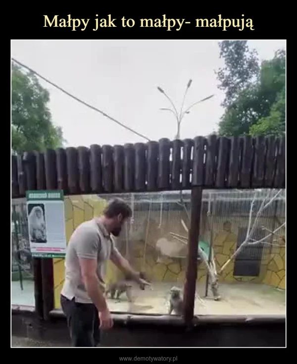
    Małpy jak to małpy- małpują