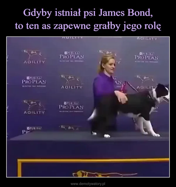 Gdyby istniał psi James Bond, to ten as zapewne grałby jego rolę