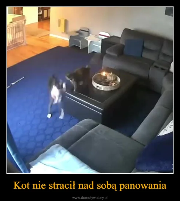 
    Kot nie stracił nad sobą panowania