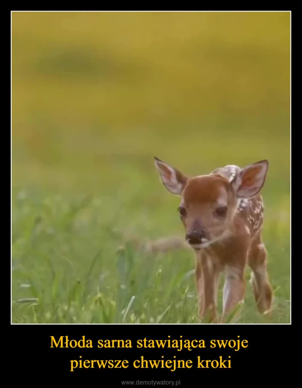 
    Młoda sarna stawiająca swoje pierwsze chwiejne kroki