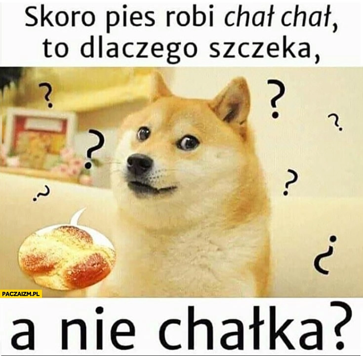 
    Skoro pies robi chał chał to dlatego szczeka a nie chałka?