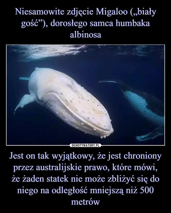 
    Niesamowite zdjęcie Migaloo („biały gość”), dorosłego samca humbaka albinosa Jest on tak wyjątkowy, że jest chroniony przez australijskie prawo, które mówi,
że żaden statek nie może zbliżyć się do niego na odległość mniejszą niż 500 metrów