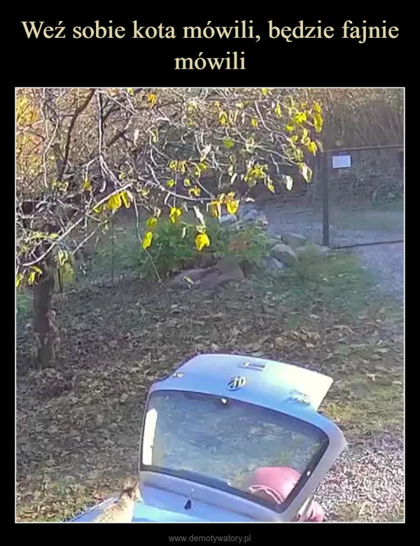 
    Weź sobie kota mówili, będzie fajnie mówili