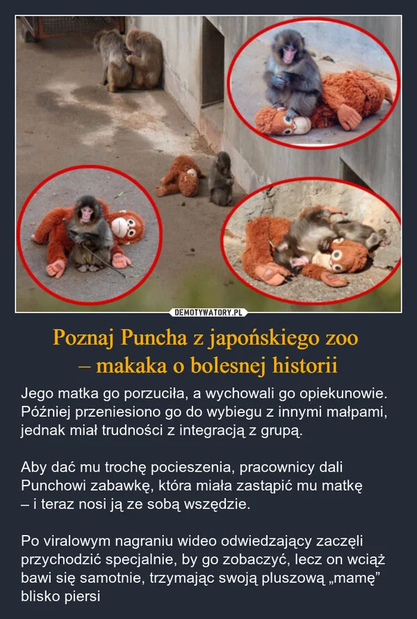 
    Poznaj Puncha z japońskiego zoo – makaka o bolesnej historii