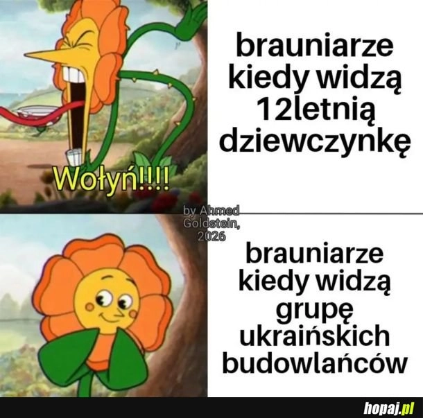 
    Brauniarze