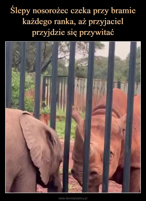 
    Ślepy nosorożec czeka przy bramie każdego ranka, aż przyjaciel przyjdzie się przywitać