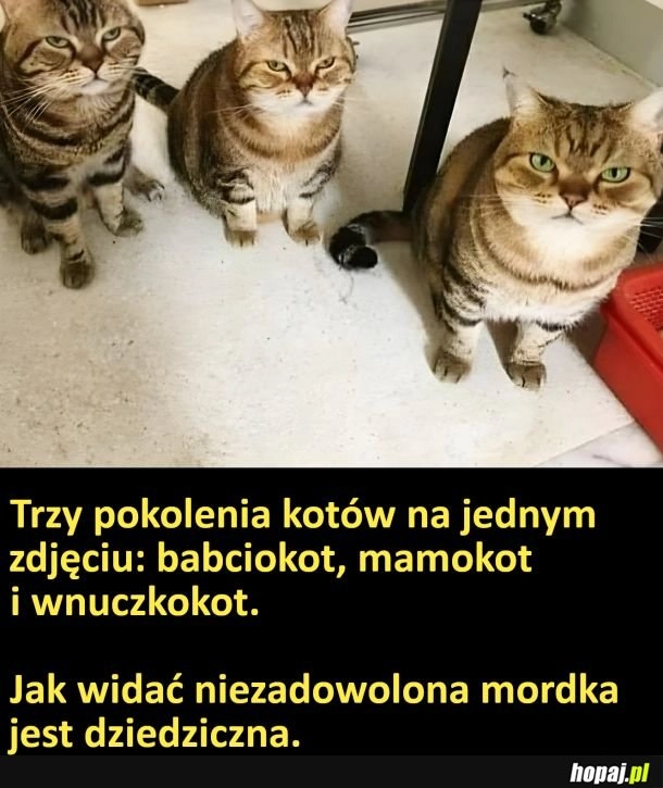 
    Dziedziczne