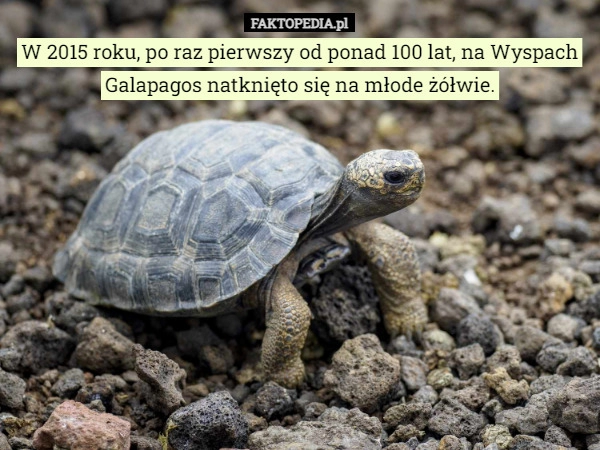 
    W 2015 roku, po raz pierwszy od ponad 100 lat, na Wyspach Galapagos natknięto