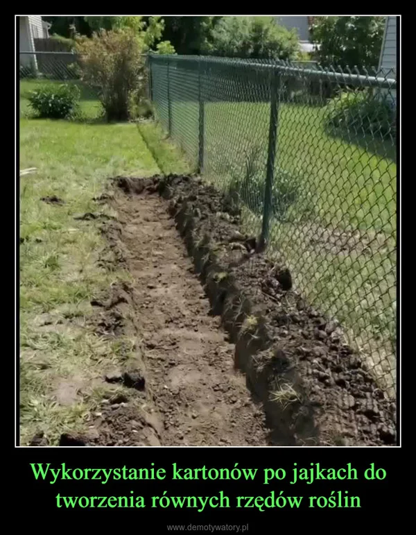 
    Wykorzystanie kartonów po jajkach do tworzenia równych rzędów roślin
