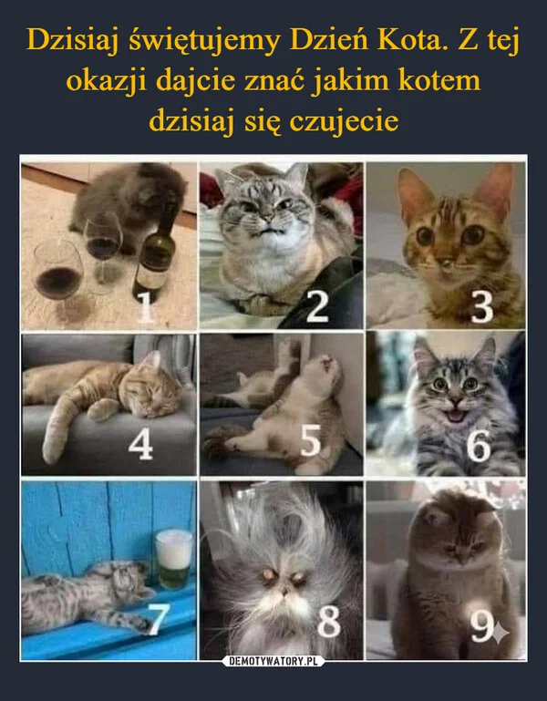 
    Dzisiaj świętujemy Dzień Kota. Z tej okazji dajcie znać jakim kotem dzisiaj się czujecie