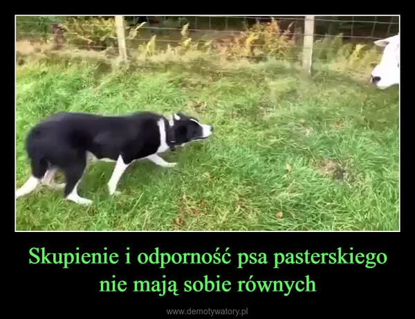 Skupienie i odporność psa pasterskiego nie mają sobie równych