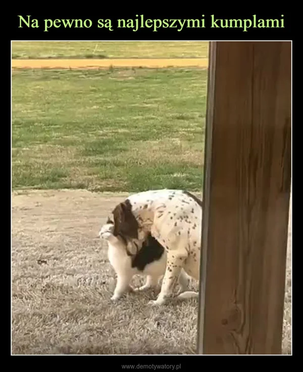 
    Na pewno są najlepszymi kumplami