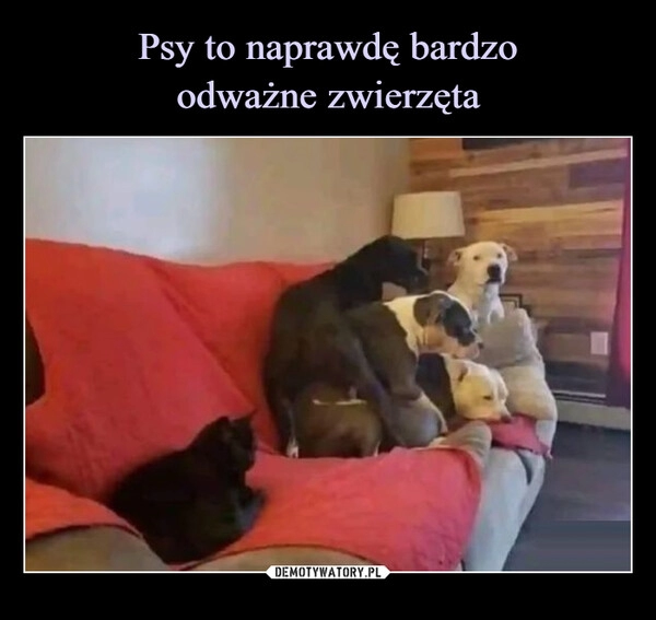 
    Psy to naprawdę bardzo
odważne zwierzęta