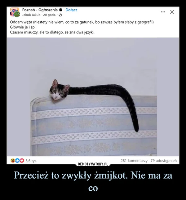 
    Przecież to zwykły żmijkot. Nie ma za co