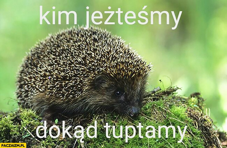 
    Kim jesteśmy dokąd tuptamy jeżyk jeżteśmy