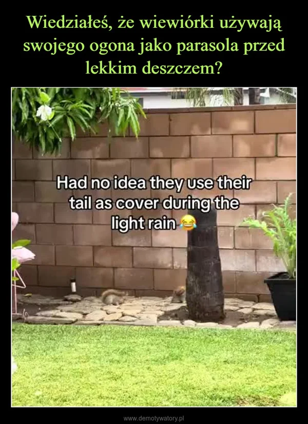 
    Wiedziałeś, że wiewiórki używają swojego ogona jako parasola przed lekkim deszczem?