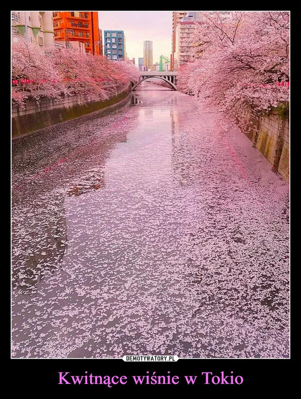 
    Kwitnące wiśnie w Tokio