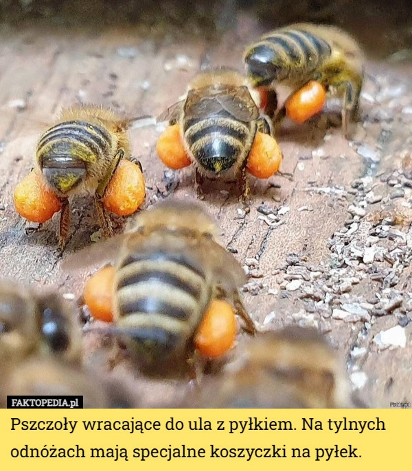 
    Pszczoły wracające do ula z pyłkiem. Na tylnych odnóżach mają specjalne...