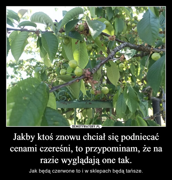 
    Jakby ktoś znowu chciał się podniecać cenami czereśni, to przypominam, że na razie wyglądają one tak.