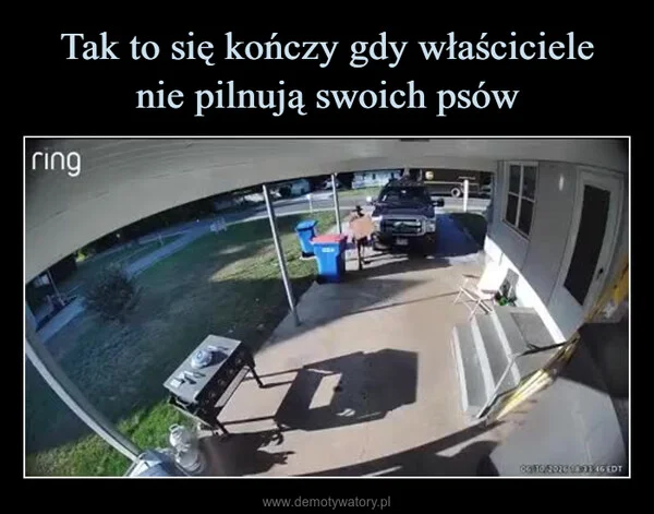 
    Tak to się kończy gdy właściciele nie pilnują swoich psów