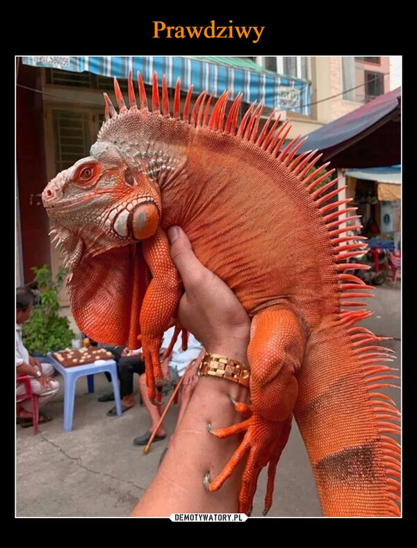 
    Prawdziwy