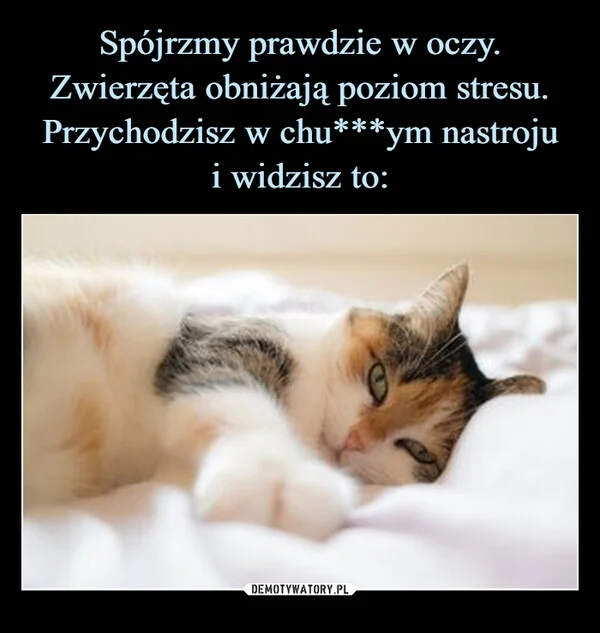 
    Spójrzmy prawdzie w oczy. Zwierzęta obniżają poziom stresu. Przychodzisz w chu***ym nastroju i widzisz to: