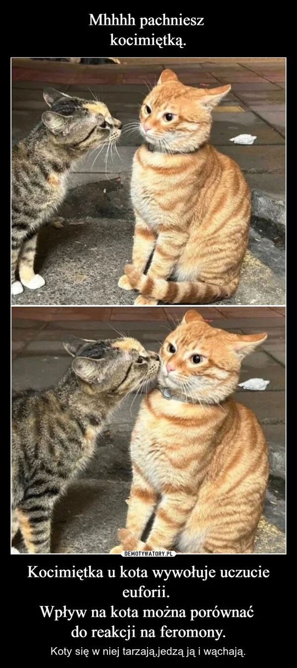 
    Mhhhh pachniesz kocimiętką. Kocimiętka u kota wywołuje uczucie euforii. Wpływ na kota można porównać do reakcji na feromony.