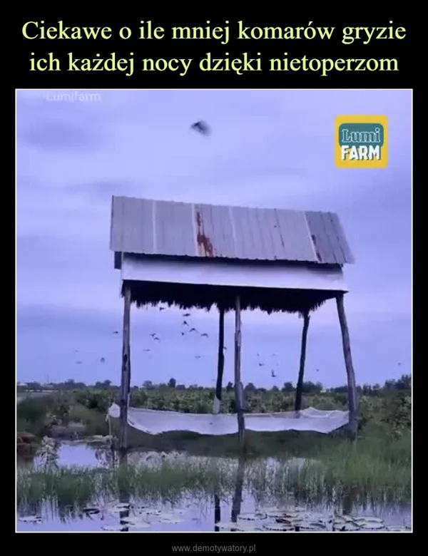 
    Ciekawe o ile mniej komarów gryzie ich każdej nocy dzięki nietoperzom