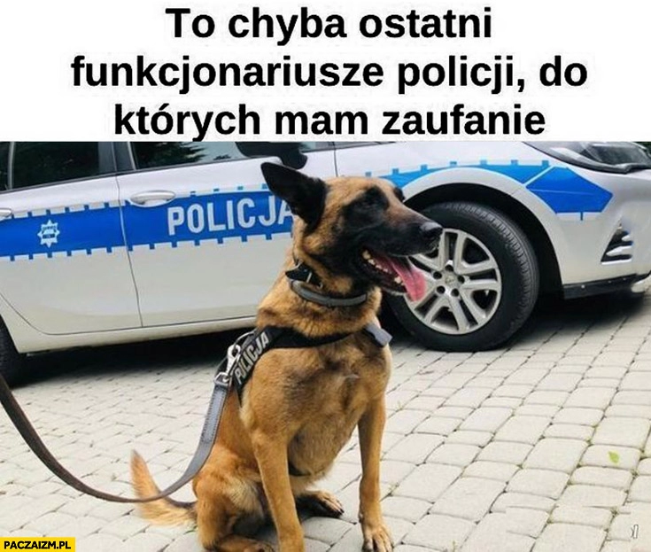 
    Pies to chyba ostatni funkcjonariusze policji do których mam zaufanie