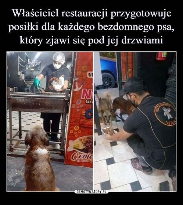 
    Właściciel restauracji przygotowuje posiłki dla każdego bezdomnego psa, który zjawi się pod jej drzwiami