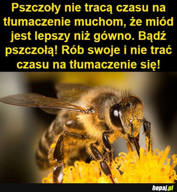 
    Pszczoły