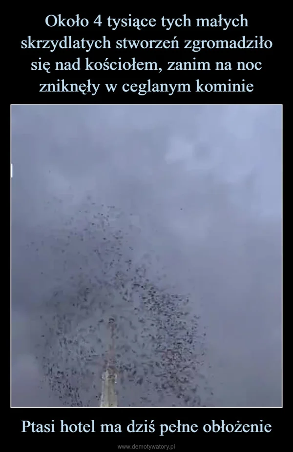 
    Około 4 tysiące tych małych skrzydlatych stworzeń zgromadziło się nad kościołem, zanim na noc zniknęły w ceglanym kominie Ptasi hotel ma dziś pełne obłożenie