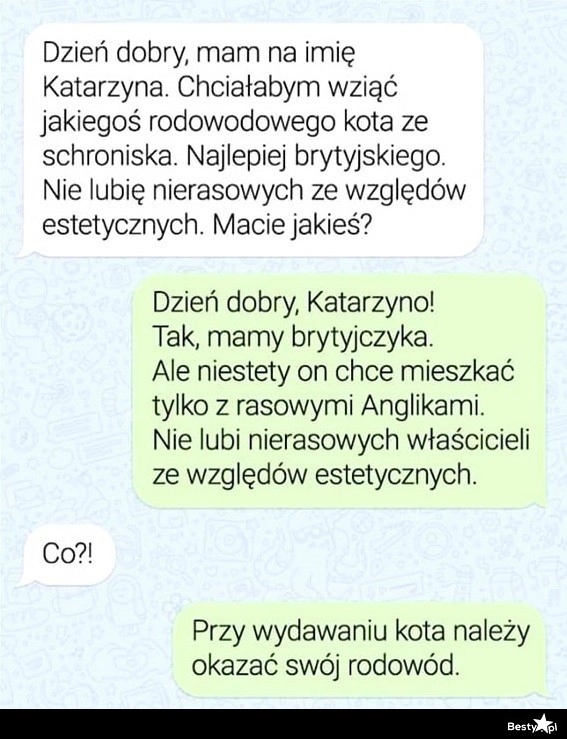 
    Rasowy kotek ze schroniska 