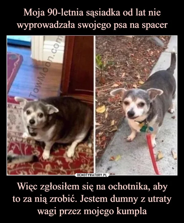 
    Moja 90-letnia sąsiadka od lat nie wyprowadzała swojego psa na spacer Więc zgłosiłem się na ochotnika, aby to za nią zrobić. Jestem dumny z utraty wagi przez mojego kumpla